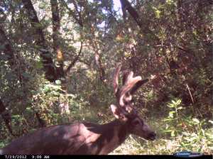 Fuzzy Antlered Buck