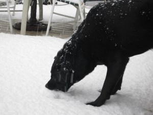 Shadow's First Snow