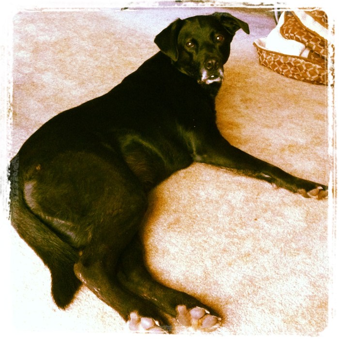 Lounging With Shadow