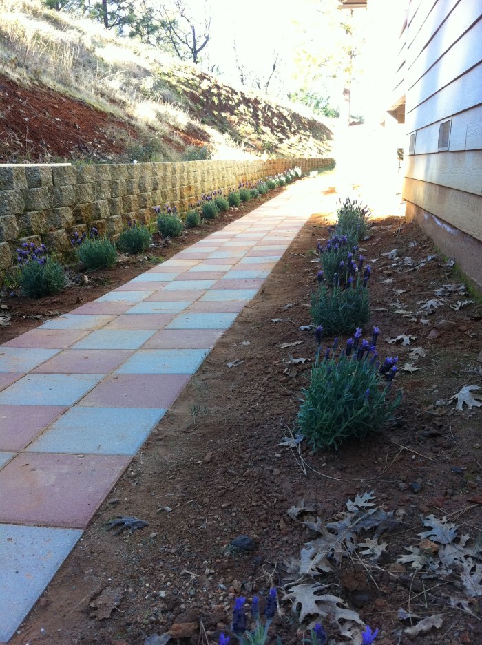 Lavender In The Yard