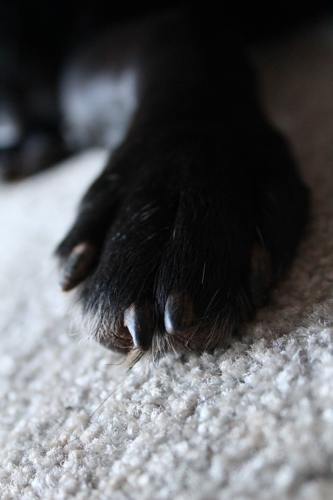 The Paw