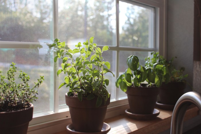 Kitchen Herb Garden