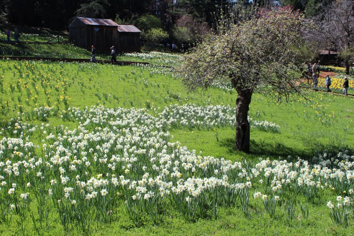 Daffodil Hill