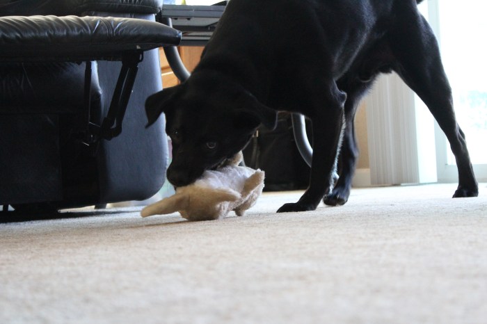 Don't Mess With My Chipmunk