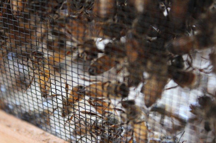 Accidental Artsy Bee Shot