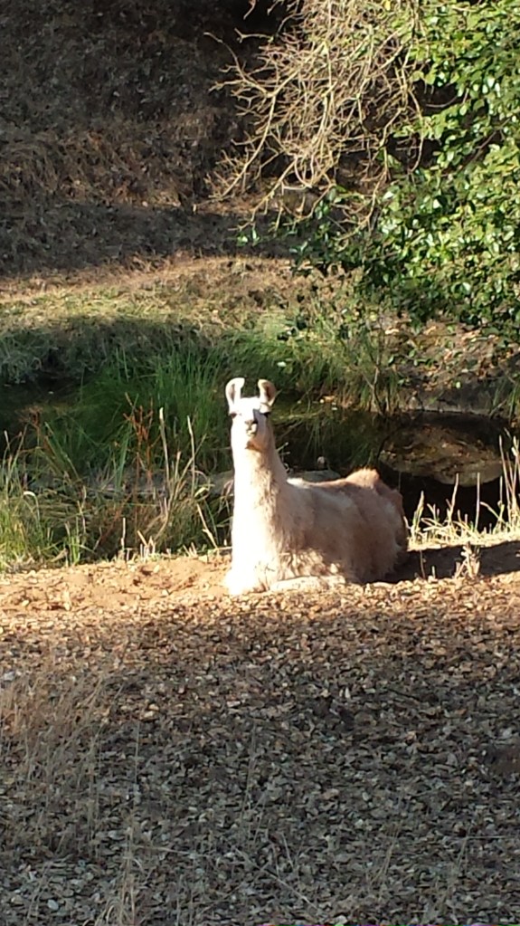Llama