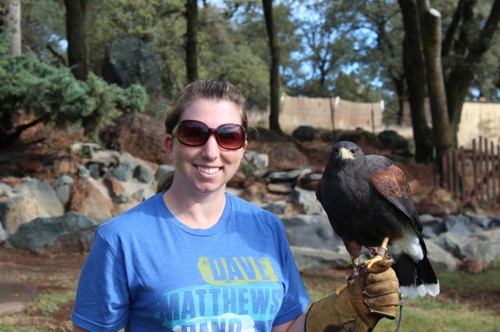 Just Another Day With A Hawk