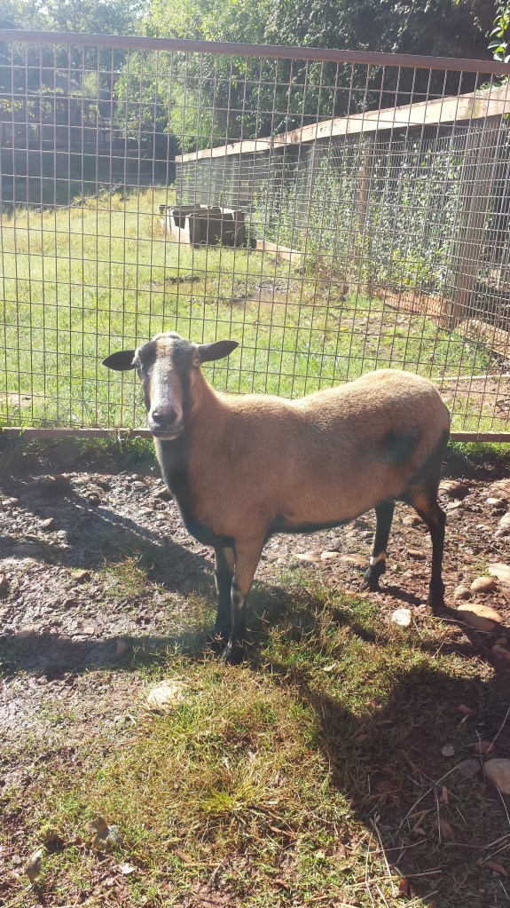Barbados Blackbelly Sheep