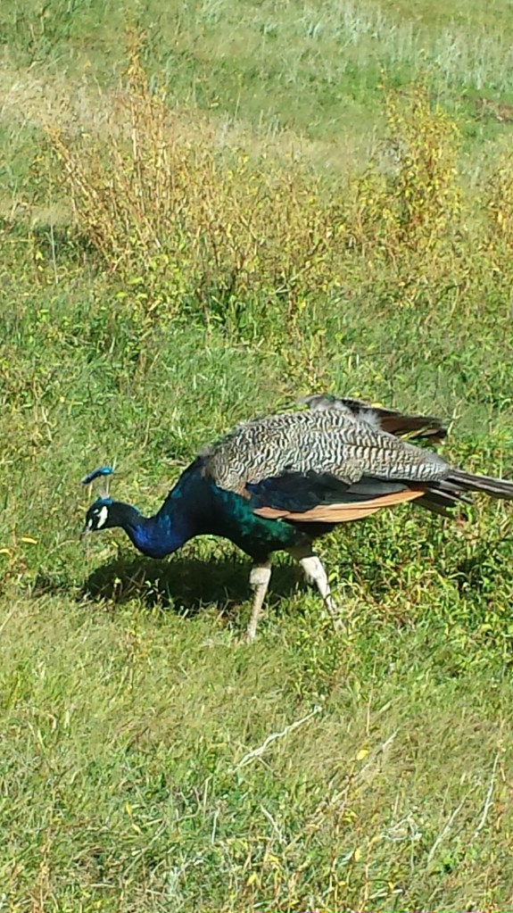 Peacock
