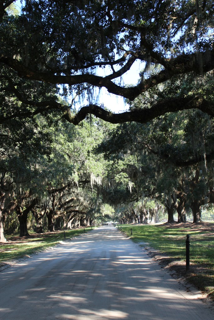 Avenue of the Oaks