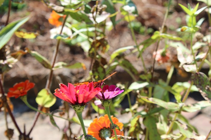 Beautiful Butterflies!