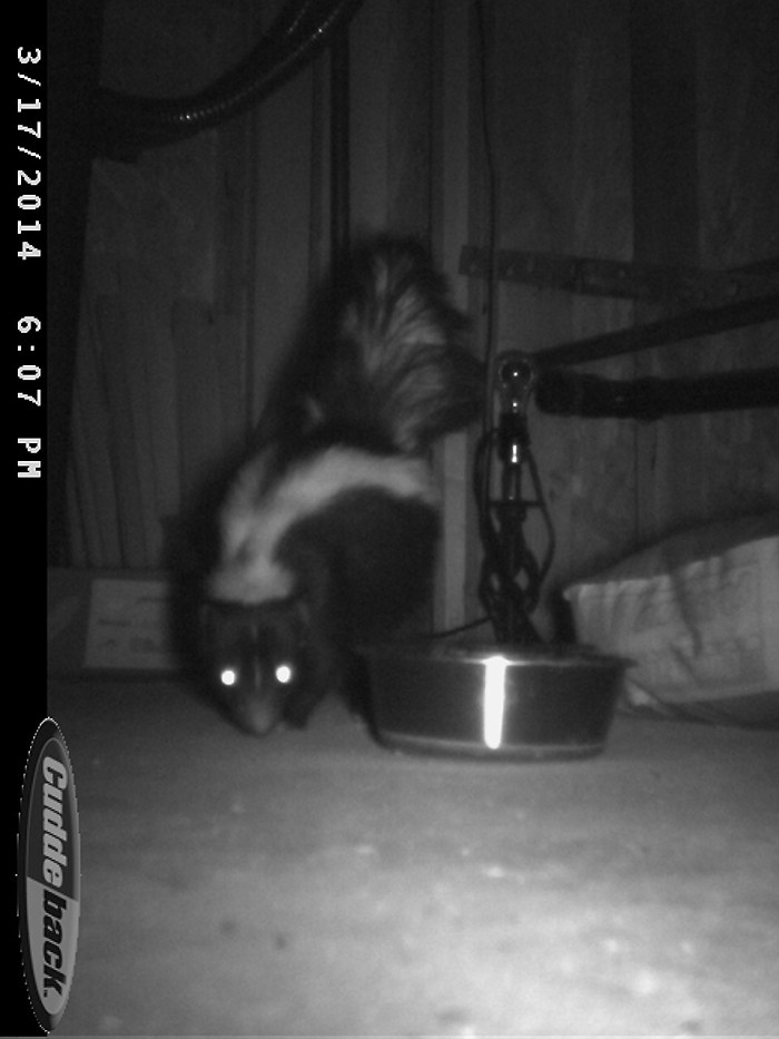 I Shall Call Him Fluffy