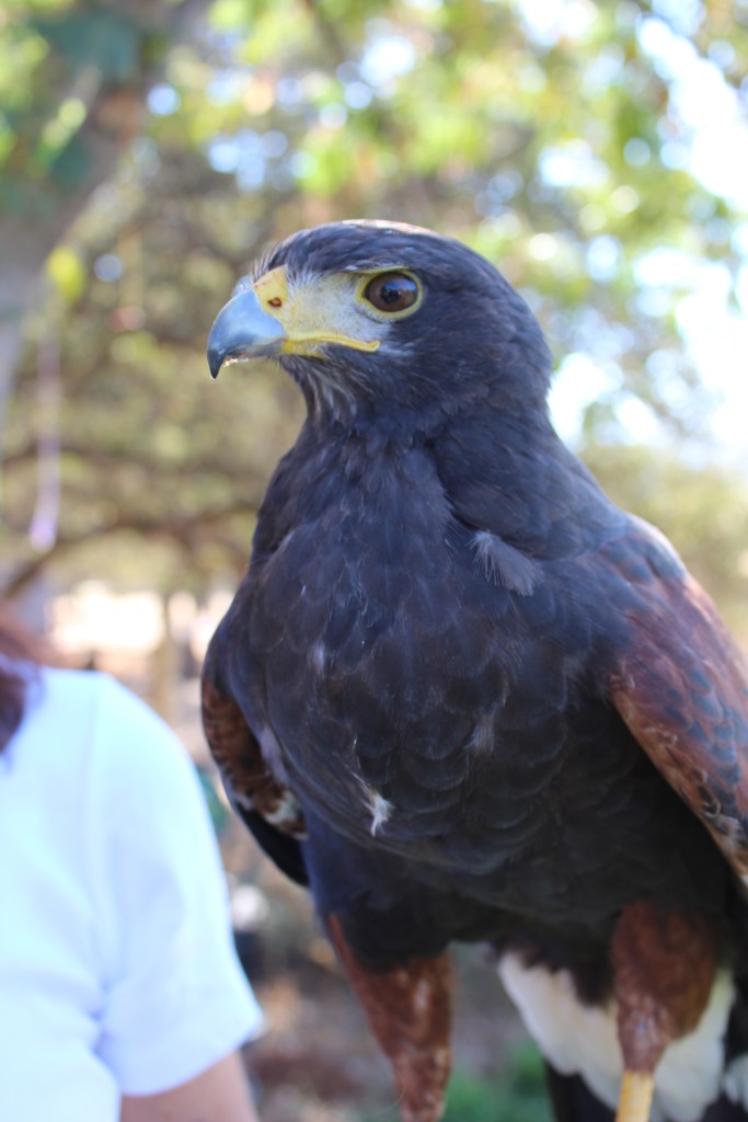 Don Diego Alejandro Santiago Saragossa Inigo Montoya Del Gato