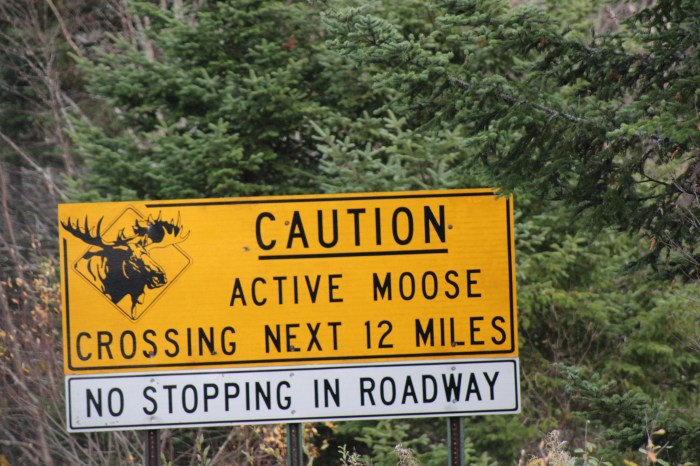 Watch Out For Moose!