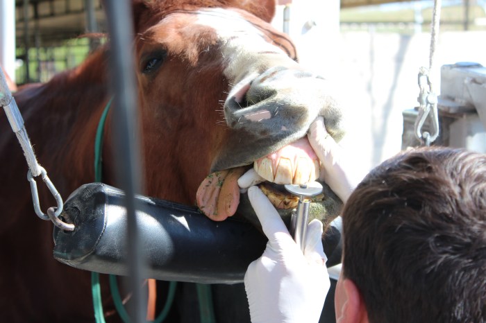 Working On The Front Teeth