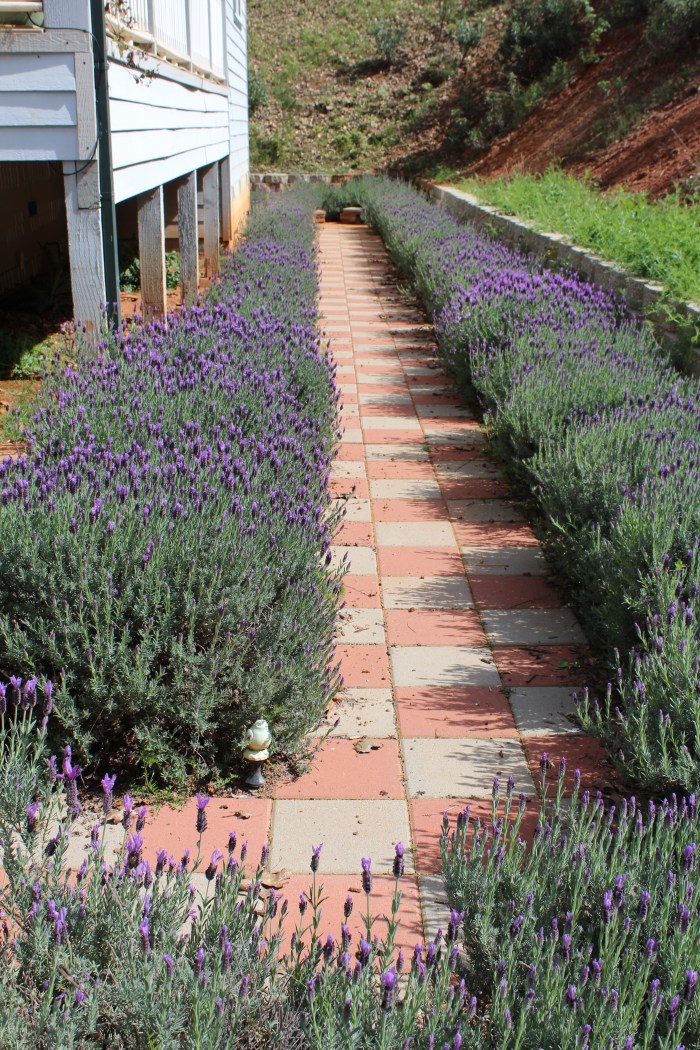 Lavender Pathway