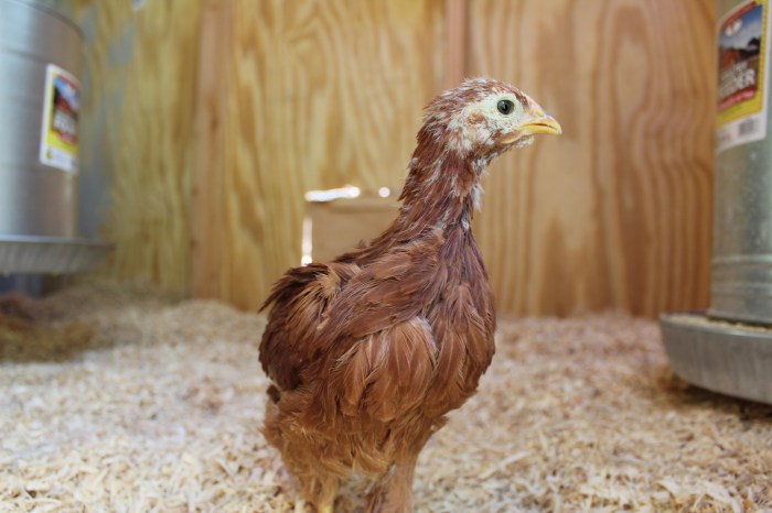 Stretch Checking Out Her New Home