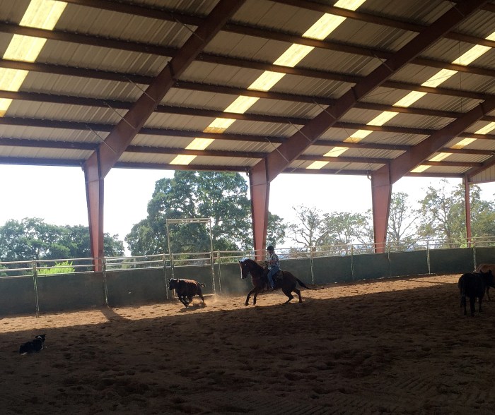 He Loves Chasing Cows!