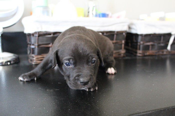 Rebel 3 Weeks 6-28-17