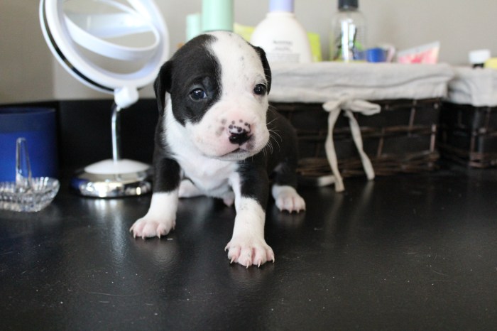 Tritip 3 Weeks 6-28-17